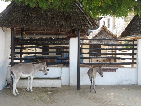Donkey Sanctuary in Lamu
