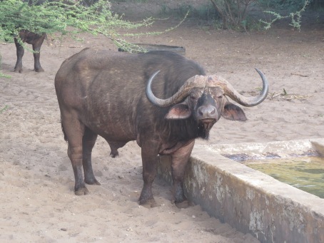 Manda Bay Buffaloes