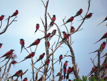 Birds at Shaka la Paa